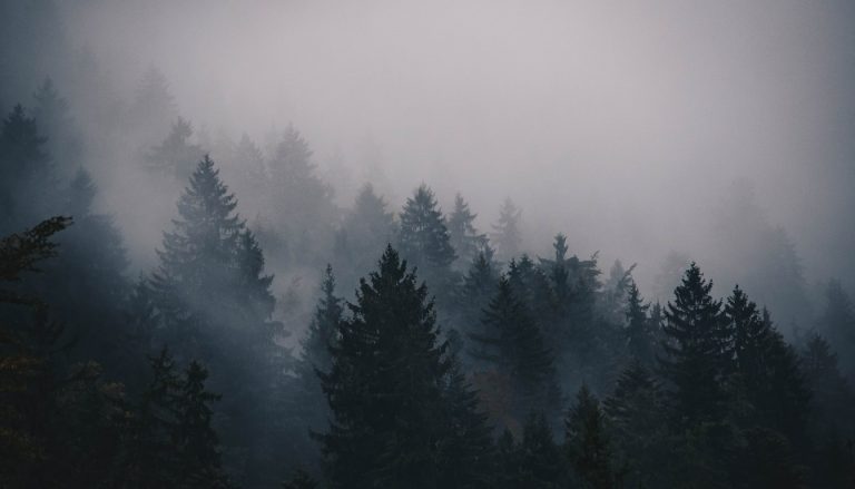 Forest Therapy and Blue Mind Travel: Why Slow Outdoor Immersion Trips Are the Ultimate 2026 Wellness Trend